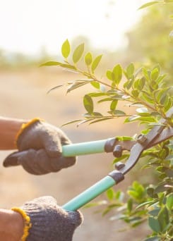 DIENST tuinonderhoud Hoveniersbedrijf Borink