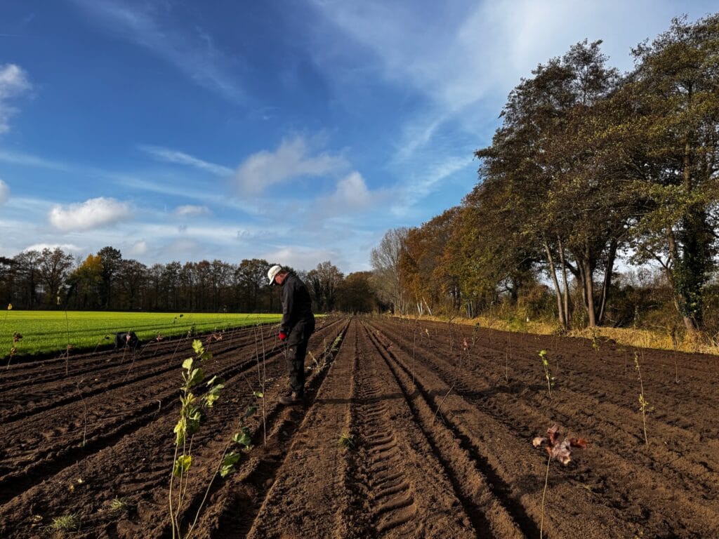 IMG 5874 Hoveniersbedrijf Borink